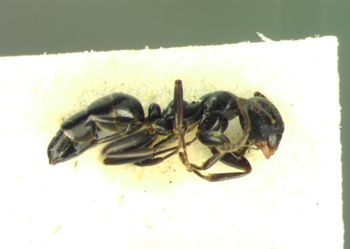 Media type: image;   Entomology 21562 Aspect: habitus lateral view
